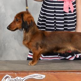 Sally - Dachshund