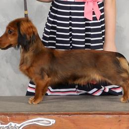 Sally - Dachshund