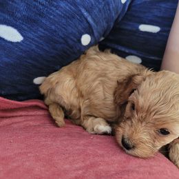 Cavapoo Puppies from Prince Pups