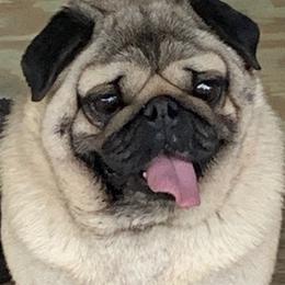 Lil-Man - Pug