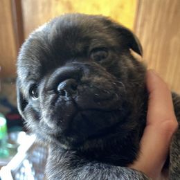 Pugs from Potts' Pugs