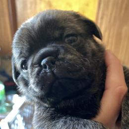 Pugs from Potts' Pugs