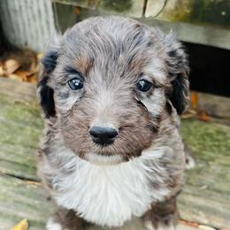 Green Collar Male - Blue merle male Aussiedoodle puppy in Parma, Idaho from Arena Valley Acres