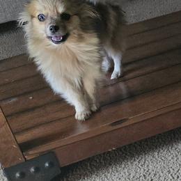 Brandy - Cream sable parti female Pomeranian puppy in Riesel, Texas from Petite Poms