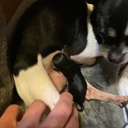 Bella - Black and white female Chihuahua puppy in Batesville, Mississippi from Darling Chihuahuas