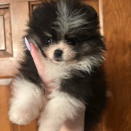 Tux - Black parti male Pomeranian puppy in Waterloo, Indiana from Garcias Pomeranian
