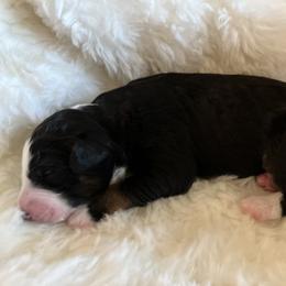 Girl 1 - female Aussiedoodle puppy in Orange Cove, California from Sand Creek Ranch Aussiedoodles