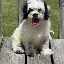 Oreo - Black and white male Cockapoo puppy in Berea, Kentucky from Blair’s Furry Friends