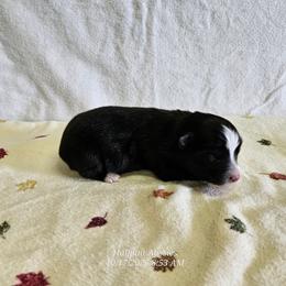 Cookie - Black tri female Toy Australian Shepherd puppy in Snowflake, Arizona from Halfpint Aussies
