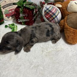 Blue - Dapple male Dachshund puppy in Pleasant Plains, Arkansas from JGBs Dachshunds