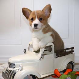 AKC Purple ID Girl - Red female Pembroke Welsh Corgi puppy in Ash Flat, Arkansas from Arkansas Corgis