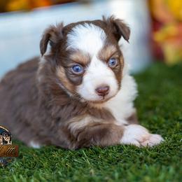 Mary - Red tri female Toy Australian Shepherd puppy in Granbury, Texas from Best Little Aussies