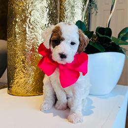 Pink - Parti female Goldendoodle puppy in Miami, Florida from GoldStar Doodles USA