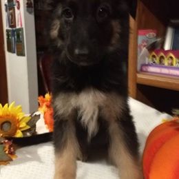 German Shepherds from Alta Acres