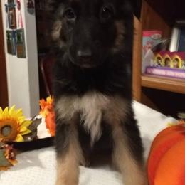 German Shepherds from Alta Acres