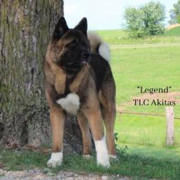AKC Legend - Black, brown undercoat male Akita puppy in Chillicothe, Missouri from TLC Akitas