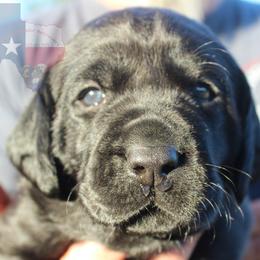 Labrador Retriever Puppies from Mariani Labrador Retrievers