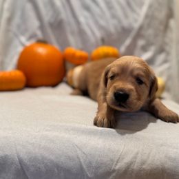(Porcelain) Princess - Golden female Golden Retriever puppy in Escondido, California from Sandy Acres Golden Retrievers