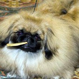 Pekingese from Happy Tail Pekingese