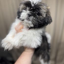 Shih Tzu Puppies from Lopez Family Tails