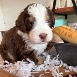 Baguette - Tri-color female Bernedoodle puppy in Gilbert, Arizona from The Berne Barn... it’s a Doodle thing!