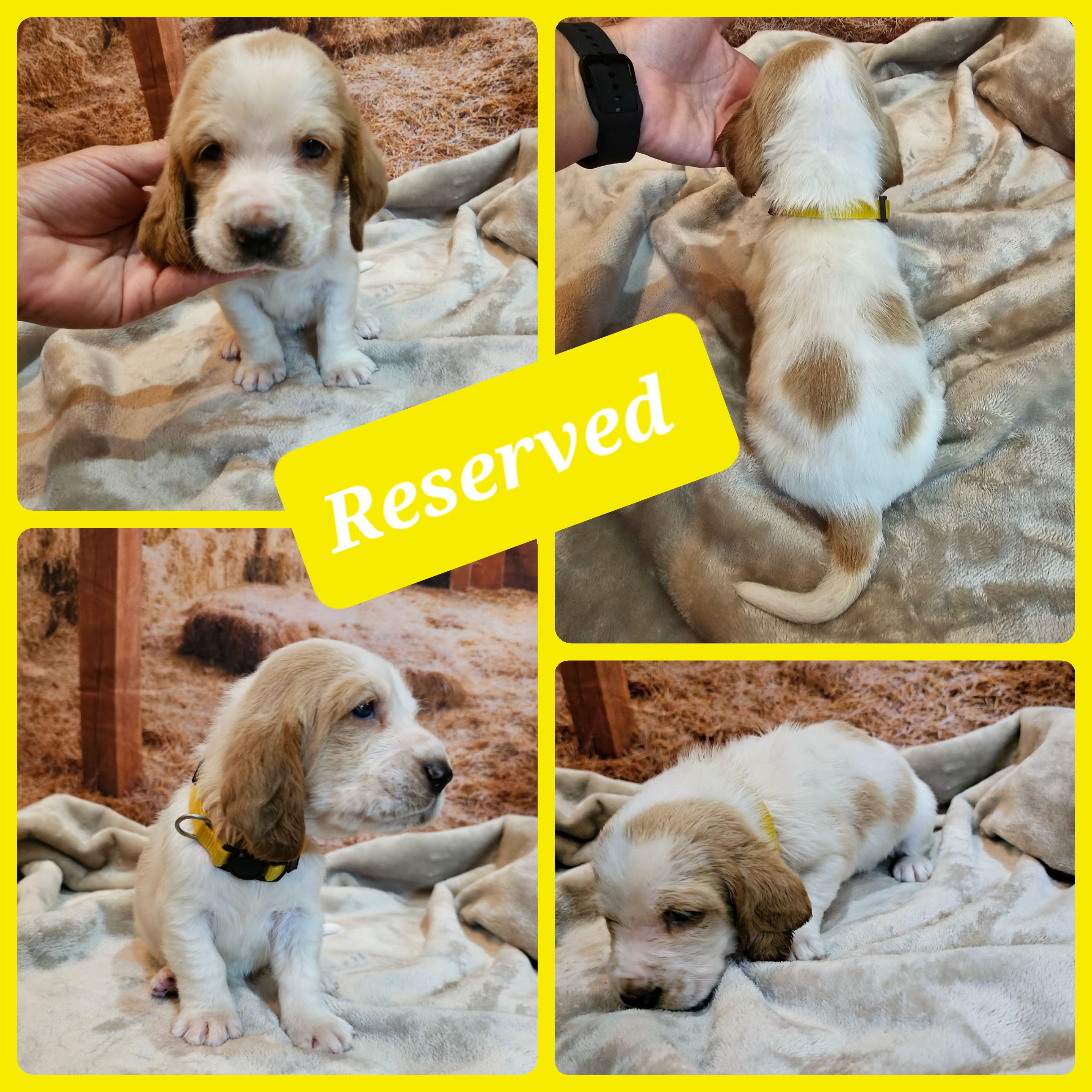 Basset Hound Puppies from Hounds All Night