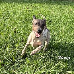 Wasp - Black tan and white female American Hairless Terrier puppy in Buckingham, Illinois from Gaus Hof