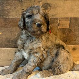 Red Collar Girl - Blue merle female Bernedoodle puppy in San Augustine, Texas from Vintage Doodles