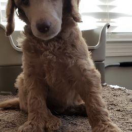 Poodle Puppies from Lady Liberty Pups
