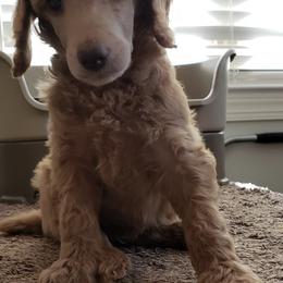 Poodle Puppies from Lady Liberty Pups