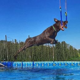 Labrador Retrievers from Julie Mikesell's Labrador Retrievers