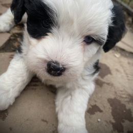 Aussiedoodle and Australian Shepherd Puppies from Sunrise Mountain Aussies