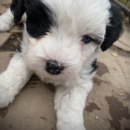 Aussiedoodle and Australian Shepherd Puppies from Sunrise Mountain Aussies