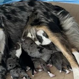Miniature Australian Shepherds from Pro Aussie