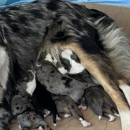 Miniature Australian Shepherds from Pro Aussie
