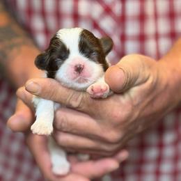 Green  collar boy (was purple) - Liver and white male Shih Tzu puppy in Berkeley Springs, West Virginia from Sandridge Shih Tzus