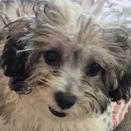 Titan - male Shichon puppy in Pacolet, South Carolina from Kelli's Kennels