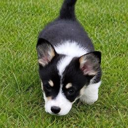 Midge - Black and white female American Corgi puppy in Washington, Arkansas from Foxy Knoll Farm