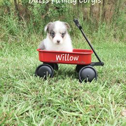 Puppy #1 - Blue merle and white American Corgi puppy in Cameron, North Carolina from Butts Family Corgis