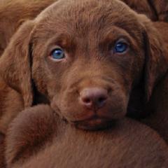 Chesapeake Bay Retriever Puppies from Whiskey Creek Chesapeakes