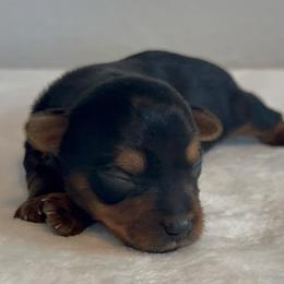Sailor 2 - Blue and gold male Yorkshire Terrier puppy in Los Angeles, California from 818 Yorkies