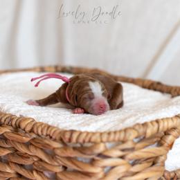 Pink Collar Girl - Caramel red female Australian Labradoodle puppy in Thousand Oaks, California from Lovely Doodle Lane