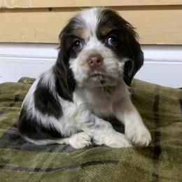 Girl 1 - Brown and white female Cocker Spaniel puppy in Gadsden, Alabama from Rich Cat’s