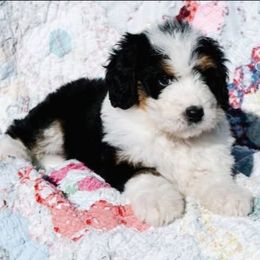 Orange Blossom - Tri-color female Bernedoodle puppy in Grove, Oklahoma from Grand Lake Poodles & Doodles