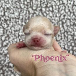 Phoenix - Cream female Chihuahua puppy in Augusta, Georgia from Sophia Jade's Chi Brigade
