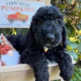 Timber (Mini Size - We have to your door delivery available) - Black male Bordoodle puppy in Canfield, Ohio from Poo's Doo's & Inu's