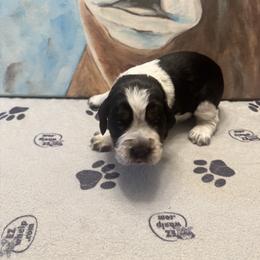 Winnie - Black white and tan female English Springer Spaniel puppy in Braidwood, Illinois from A & R Springers