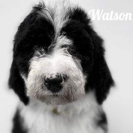 Sheepadoodle Puppies from The Farms Precious Doodles