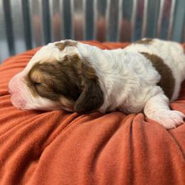 Tundra - Tri-color male Bernedoodle puppy in Russellville, Arkansas from Crossgate Doodles