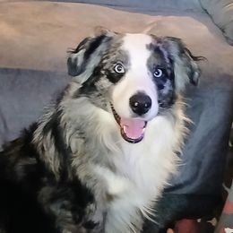 Charlie - Miniature Australian Shepherd